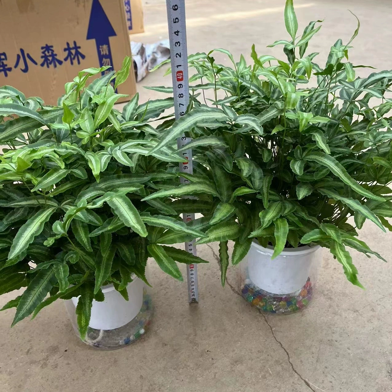 Гидропоника Apo Silver Fern в горшке папоротник зеленое растение бонсай декоративные цветы очистка воздуха может быть гидропонной морозостойкой листвой