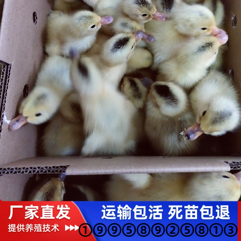 Оптовая продажа живых утенков Jiangnan, яичная утка, самец утенка, домашнее утенок, местная акция, дешевые утенки, живая водная утка, вылупление