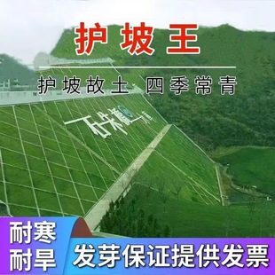 Cold-Resistant Winter Rye Grass Seeds, Grass Seeds, Mixed Grass Seeds, Slope Protection, Soil Fixation, Greening Lawn Seeds Wholesale