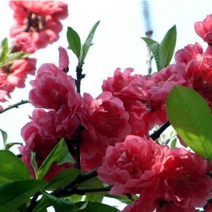 �G���仨��ľ ���~�Ҽt�~���� �t�~���Ҙ���ͥԺ�^�p���l���󃞻�