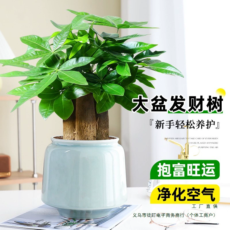 Большая трехствольная денежная елка, зеленое растение, горшечное растение для удачи, комнатный бонсай, вечнозеленый цветок, легко ухаживать за денежным деревом, горшечное растение