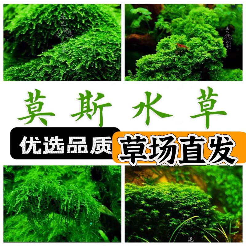 Bulk Moss Real Water Grass Fish Tank Landscape Tears Tricholoma matsutake Flame Big Triangle Meifeng Novice Oxygenated Underwater Plants Bulk Moss Real Water Grass Fish Tank Landscape Tears Tricholoma matsutake Flame Big Triangle Meifeng Novice Oxygenated Underwater Plants