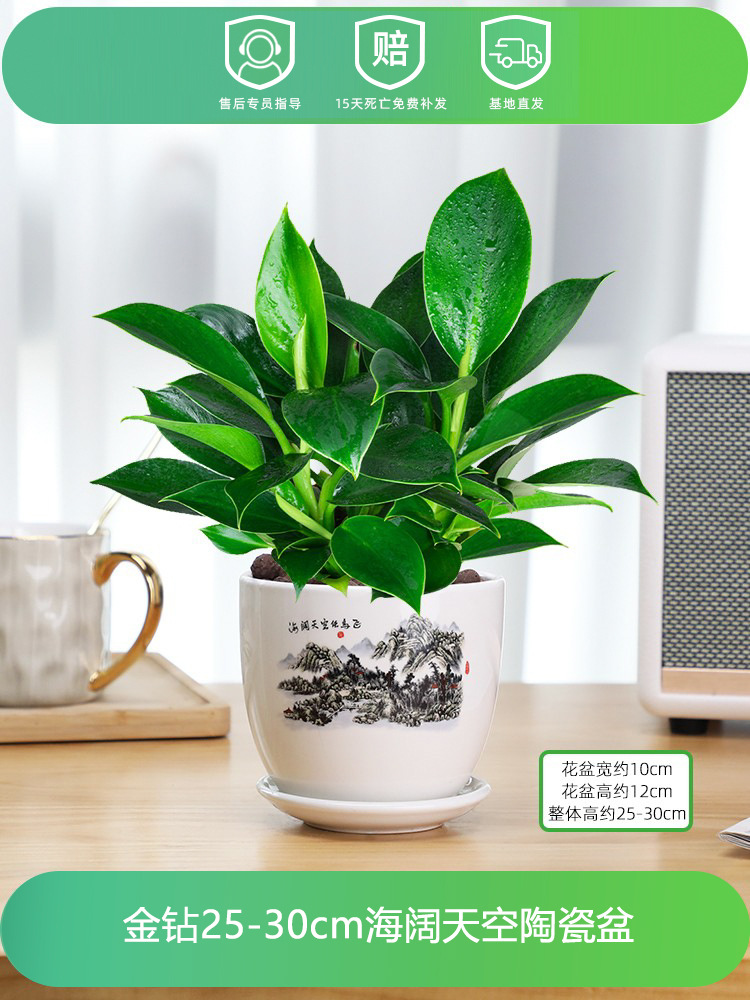 골든다이아몬드 25-30CM [하이쿠오티엔 도자기] + 영양액