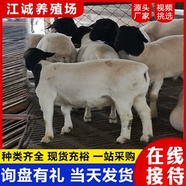 特种兽畜;特种珍禽;其他装饰摆件
