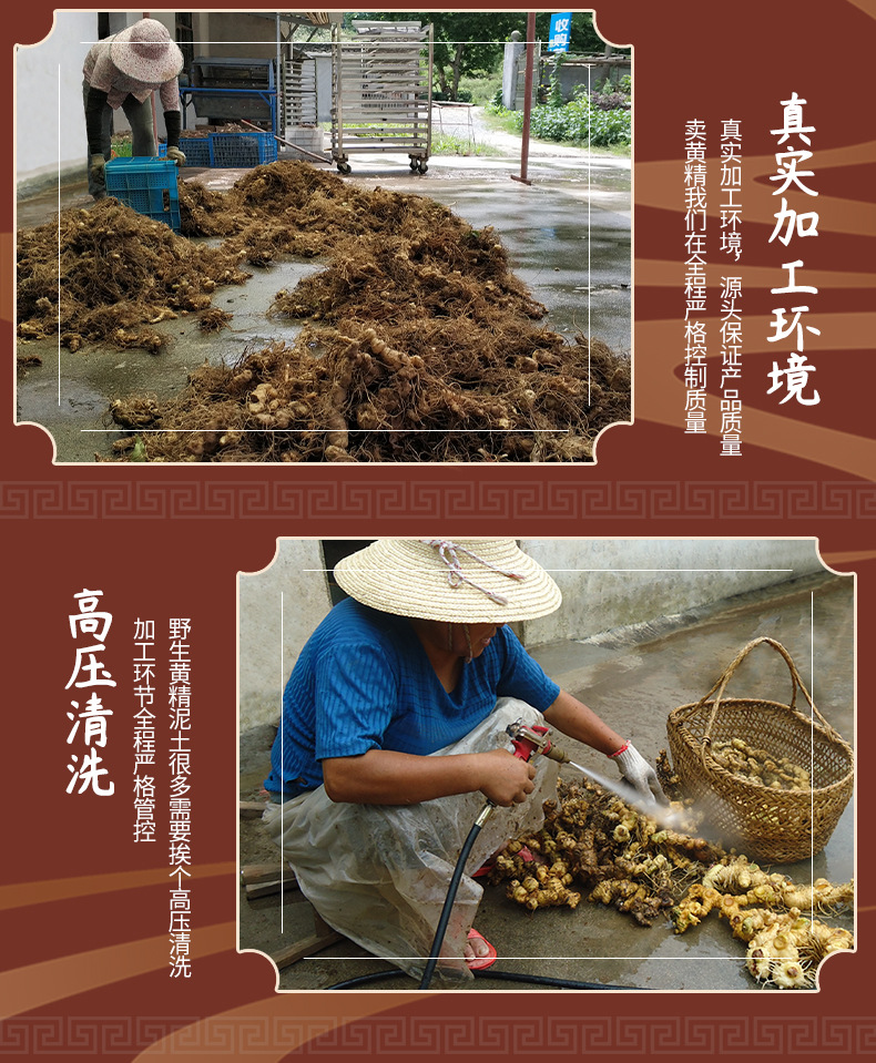 Jiuhuashan Dried Polygonatum Huang Jing 500g Bag Steamed and Sun-Dried Rhizome for Tea and Soup in use