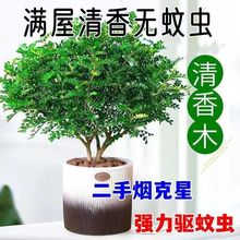 驱蚊虫清香木盆栽正宗胡椒木花卉绿植四季好养净化空气吸甲醛植物