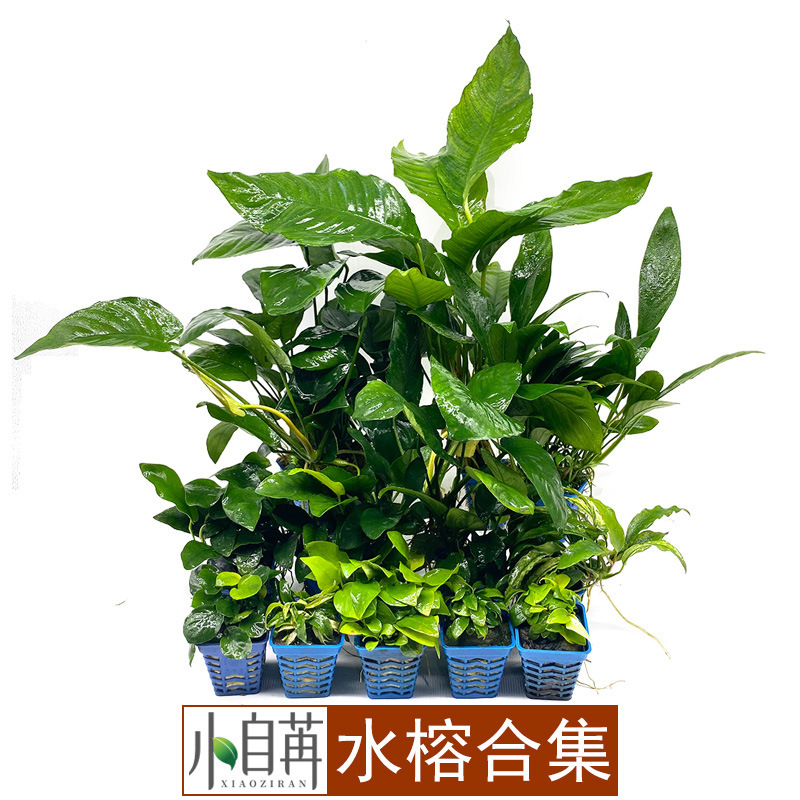 Water Banyan Mini small water Banyan small Banyan Banyan double head medium Banyan gold banyan aquatic grass live wholesale fish tank landscaping real aquatic grass