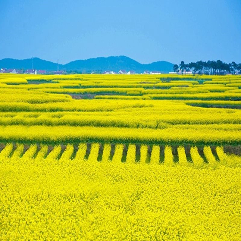 Семена цветов рапса на открытом воздухе высокоурожайные декоративные съедобные не боится холодной весны семена цветов рапса масло рапсового цветка семена моря