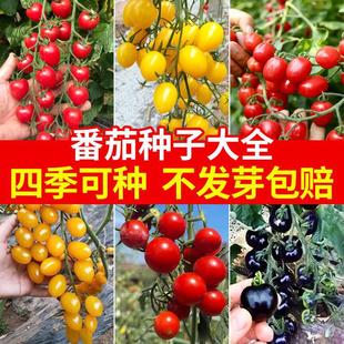 Small Tomato Seeds, Dwarf Cherry Fruit Tomato Seeds, Strawberry Radish Potted Tomatoes, Cherry Tomato Seeds