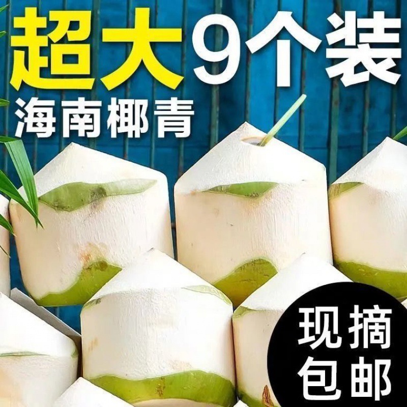 wholesale Hainan Season fresh Coconut Large fruit fruit Child Drinks Coconut