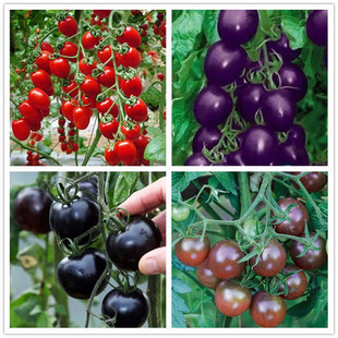 Four Seasons Sowing Cherry Tomato Seeds Cherry Tomatoes Balcony Potted Tomatoes Vegetable and Fruit Seeds