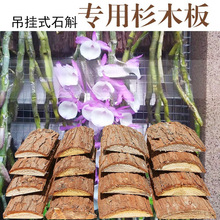 ʯ������ɼľ��ɼ���Ƥ�����ľ�帽�����m�Nֲ��ֲ�ϠI�B��