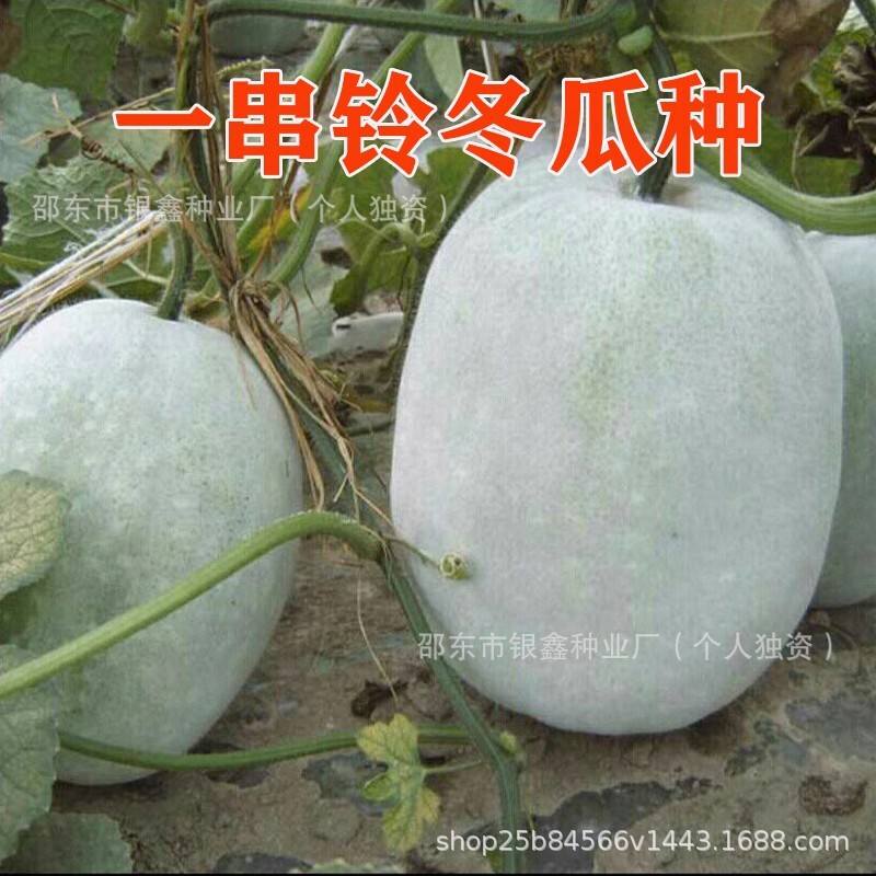 A string of bell wax gourd seeds mini small wax gourd cold resistant heat resistant high yield Beijing string of bell wax gourd disease resistant vegetable seeds A string of bell wax gourd seeds mini small wax gourd cold resistant heat resistant high yield Beijing string of bell wax gourd disease resistant vegetable seeds