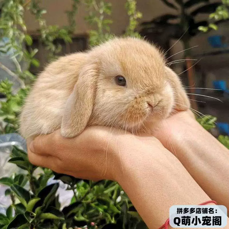 Маленький милый кролик, чашка чая, питомец