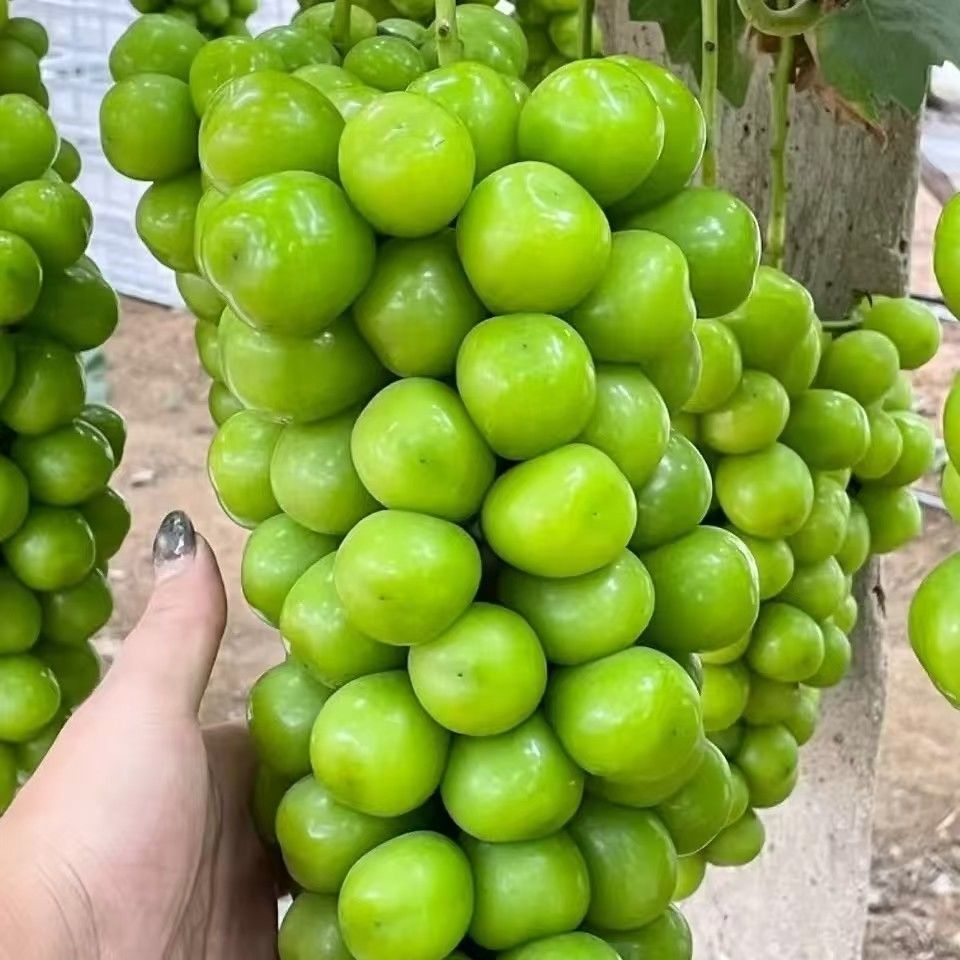 正宗阳光玫瑰葡萄南北方种植巨峰盆栽树苗当年南方果树庭院