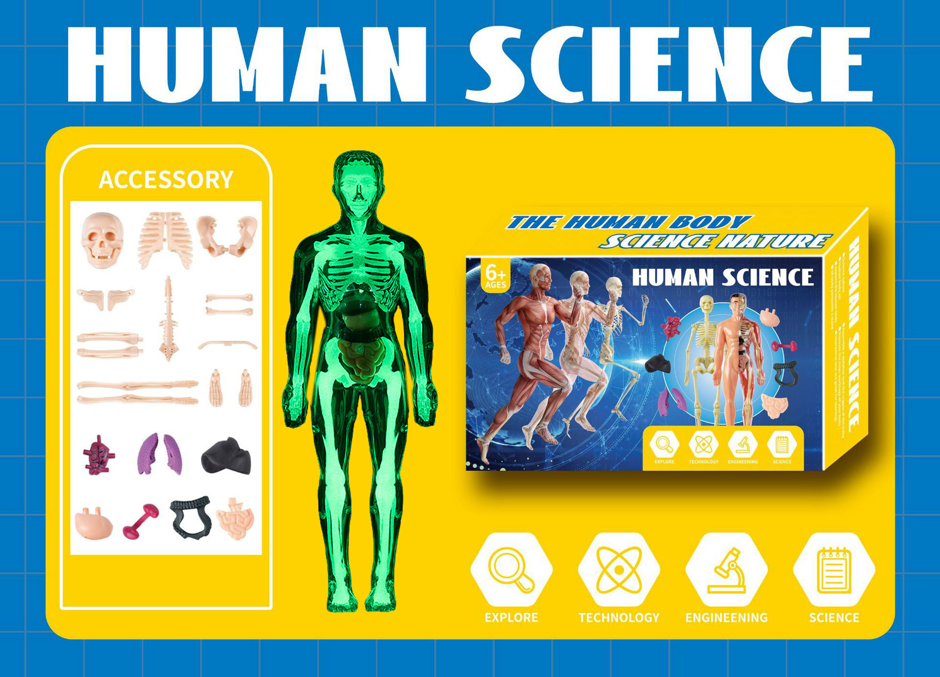 Luminous mannequin (color box)