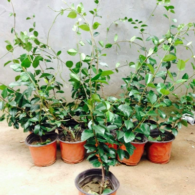 Родстоун Виноград/Мельница Жасмин Персонаж Серебро Шелк Золото Шелк Жасмин Восхождение Виноград Завод Четыре Сезона Вечнозеленый Жасмин Цветок Горшечное Растение