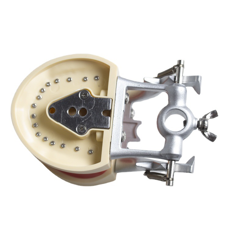 32 modelos dentales de soporte de mandíbula larga, modelos de ejercicios dentales, modelos desmontables de boca completa, modelos orales dentales