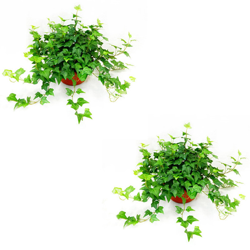 고급 165 # 아이비 30cm 2 포트 [훅 + 영양 용액을 보내]