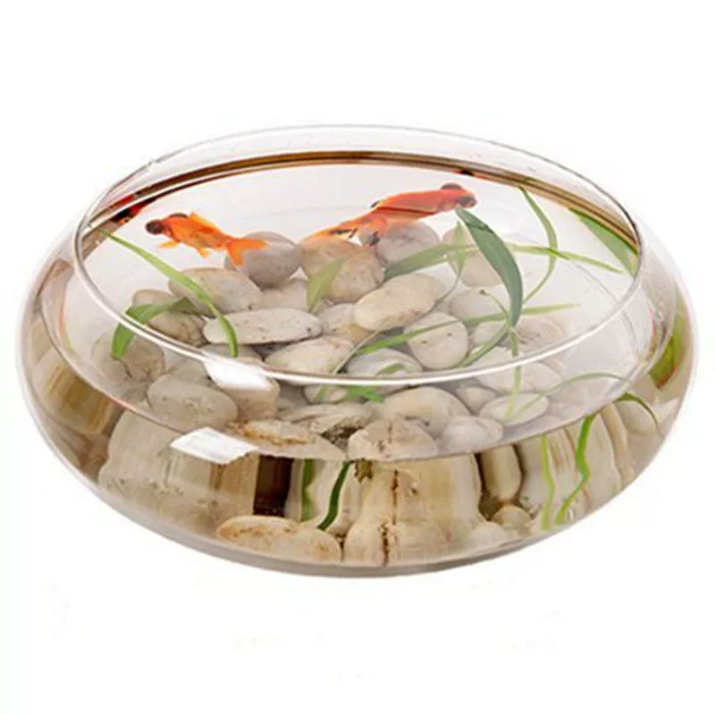 Гидропонная стеклянная ваза, прозрачная чаша, лотос, медная монета, горшок для травы, резервуар для водяной лилии, горшок для лотоса, железо, бесплатная доставка, оптовая продажа