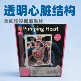 心脏血液循环模型儿童玩具教具实验人体医学器官拼装解剖