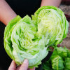 Balls of lettuce, lettuce seed seed seed seed seed seeds, seeds, autumn and winter, four seasons, green vegetables, four seasons sowing sparse vegetables