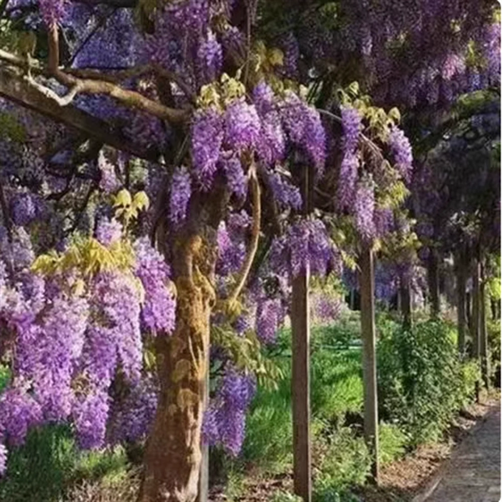 Саженцы аметистовой глицинии, украшение дворов и вилл, японская многокрасковая глициния, вьющиеся растения, цветущие растения для подвешивания