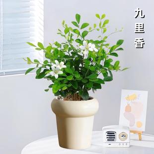 Potted Plant of Elaeagnus Multiflorus for Indoor Office Desk Decoration, Blooms All Seasons, Easy to Care for