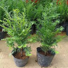 �t��ɼ���ԾGֲ�҃ȿ͏d���B�ͺ��̨����ȩ�ļ������辰�Ϙ��Ϸ�