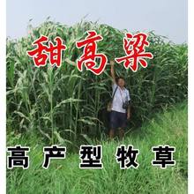 ���ݷN���ϱ����ʹ���ʿ�������������ţ���~�����M�ڷN��