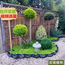 һ�����l���Rֲ�ﴨ��Ϟ������Ůؑ�{���ذ�����ϵ��ͥԺ��������