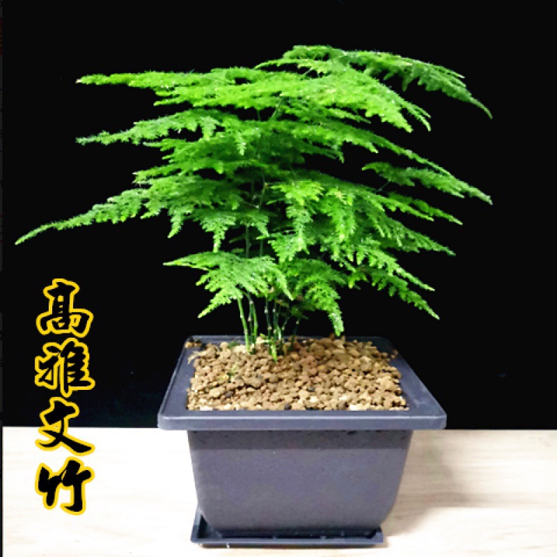 矮生小文竹毛竹盆栽种子室内办公室花卉植盆景花盆种籽微景观植物