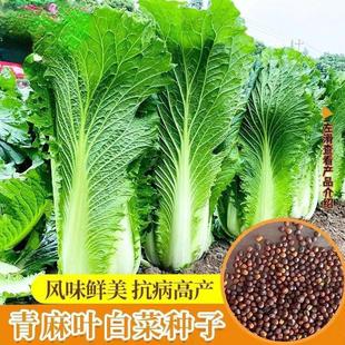 ��������~ֱͲ�ΰײ˷N���＾�G�������~��ײ��ļ����߲˷N��