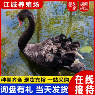 常年出售人工散养黑天鹅活体 旅游景区观赏拍照黑天鹅 回收黑天鹅