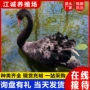 活体常年人工观赏黑天鹅