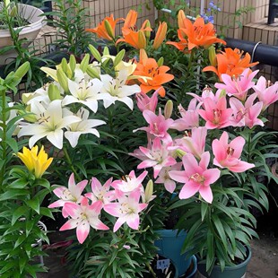 ���l�ٺϻ��N�� ��ѿ��ˮ�ٺ��҃��⻨�������ļ��_���ٺϷN��