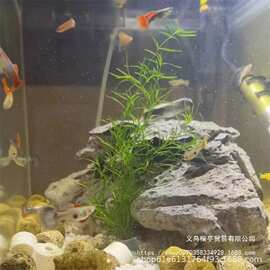 新手水质蜈蚣草植物好养增氧印度懒人竹节小阴性水草净化鱼缸造景