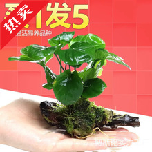 �~���쾰�ײ���ˮ�ų�ľ��ˮ��ˮ�o��ֲ������ſ�ذ�����