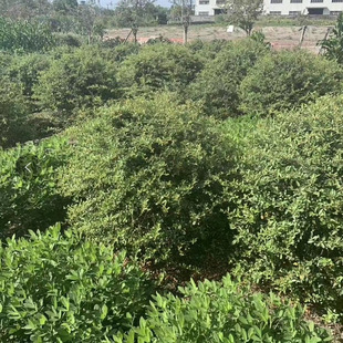 ���ش������l����С������|��ϵ���@�־G��Ҏ���R