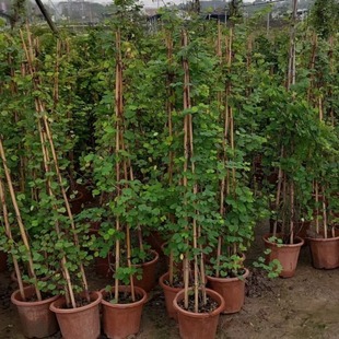 First Crown Rattan Sheep's Hoof Rattan Climbing Plant Courtyard Balcony Climbing Rattan Hedge Easy to Grow and Maintain