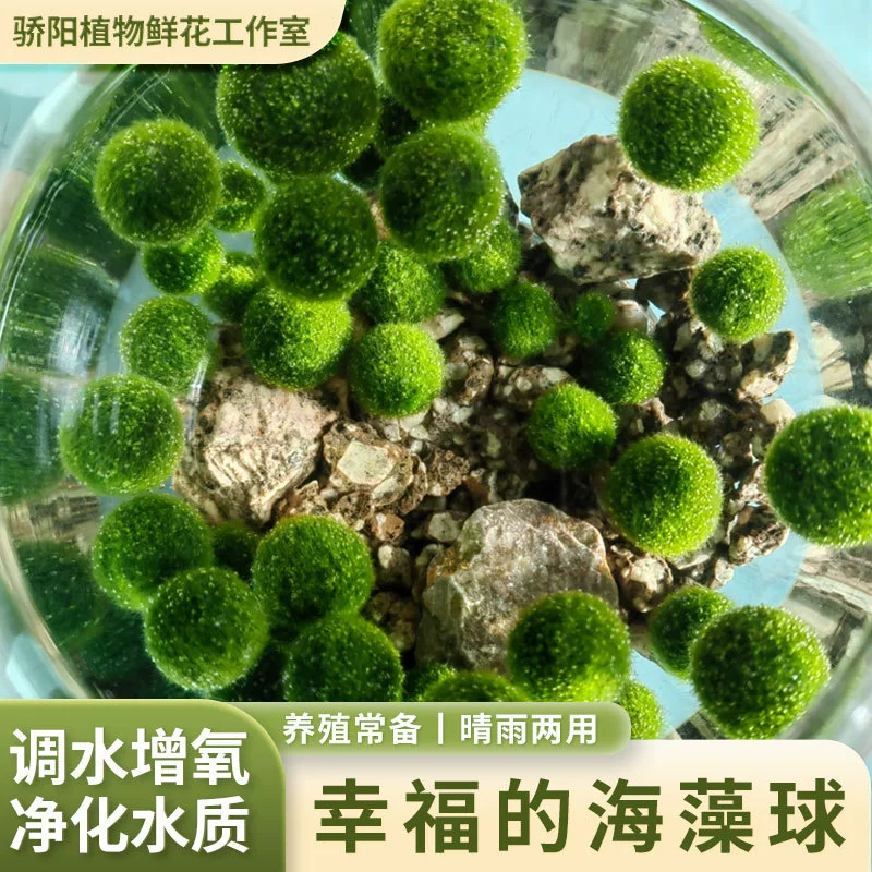 Подарок на выпускной, шар из водорослей marimo Happy, креативное растение, гидропонное растение, шар из водорослей, шар из водорослей