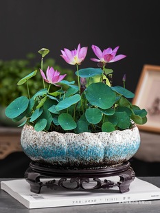 �B���д�ڏ�˯ɏ�����������~�X��ֲ����ɏˮ�໨����մɸ���ˮ