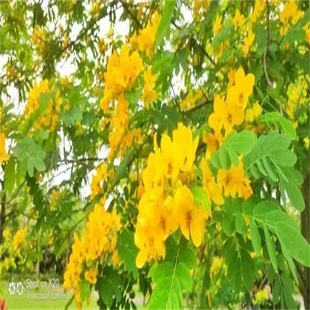 �²ɇ����N������������N���S�����t�����̻��N�����뻱�̻�����
