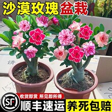 �ذ�ɳĮõ�����Զ༾�_���Ϙ��҃��̨���B���ܾGֲ�ͺ��������l