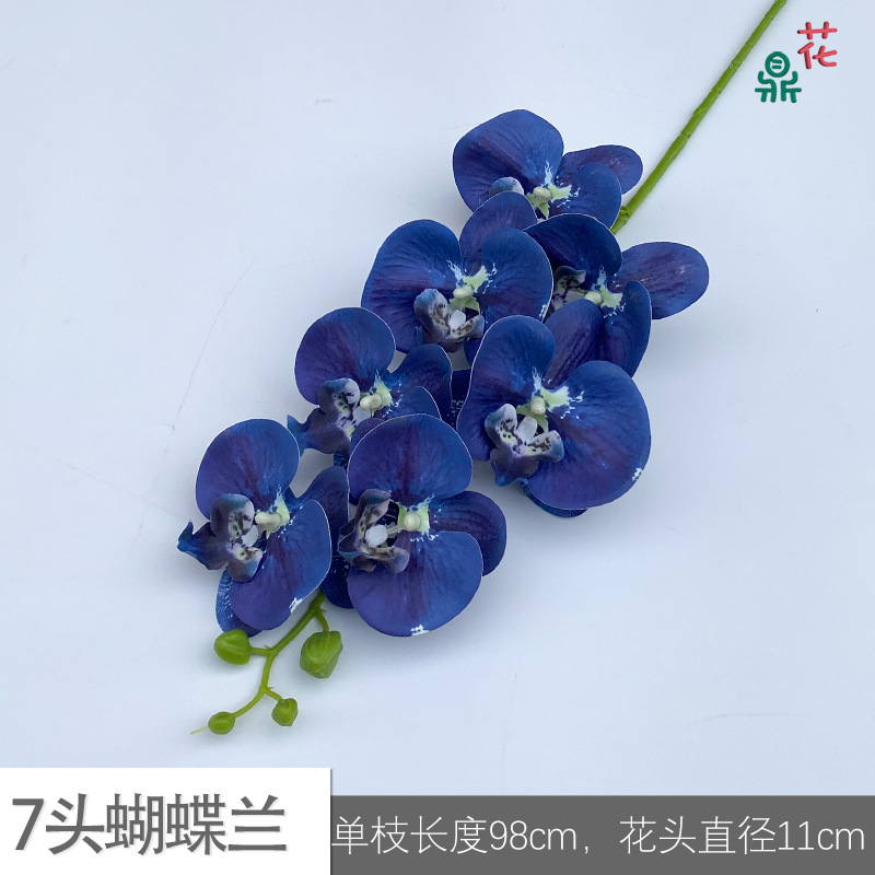 7 phalaenopsis GFG #23 클라인 블루
