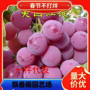 һ�����l��Ʒ�N�����t�������m�o�����ј��m����ͥԺ�����ļ��Y��