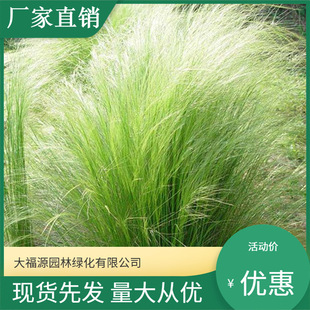 [Base Wholesale] Aquatic Plants, Emergent Plants, Fine-Leafed Stipa, Flower Border Garden Engineering Seedlings