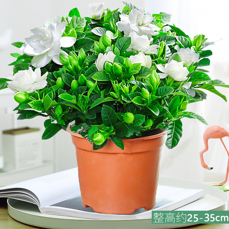 핫 세일: 새싹이 있는 대형 치자나무 [간단 화분] + 비료