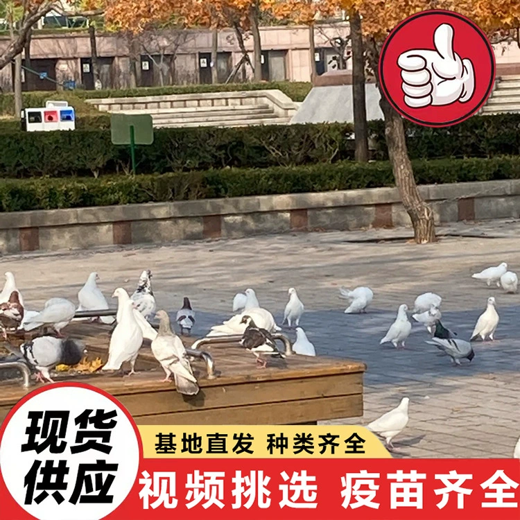 Разводческая база продаёт большое количество голубей мира для культурных и туристических проектов. Сколько стоит кормить квадратного голубя?