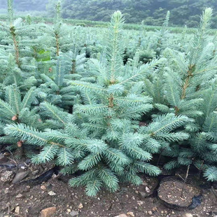 Base Wholesale Four-Season Evergreen Foliage Plants Blue Fir Saplings Cold-Resistant and Frost-Resistant House Courtyard Engineering Greening Seedlings